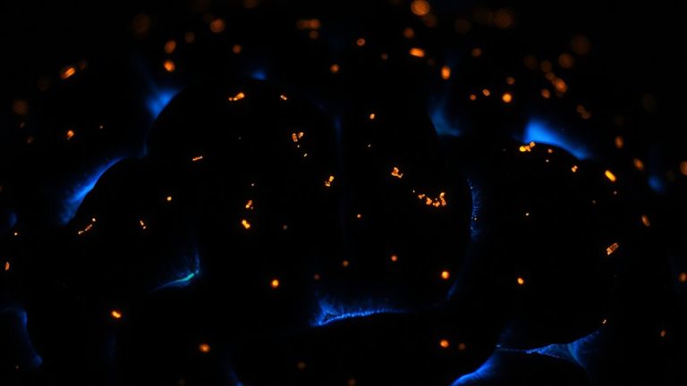 adenosine buildup drives sleep